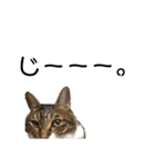 いたずら坊主のフクとデブ猫まことのコラボ（個別スタンプ：19）
