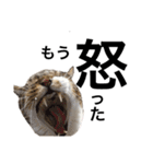 いたずら坊主のフクとデブ猫まことのコラボ（個別スタンプ：20）
