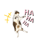 いたずら坊主のフクとデブ猫まことのコラボ（個別スタンプ：22）