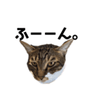 いたずら坊主のフクとデブ猫まことのコラボ（個別スタンプ：23）
