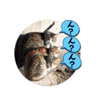 かわいいいきものたちよ（個別スタンプ：2）