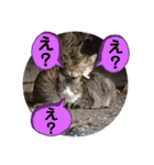かわいいいきものたちよ（個別スタンプ：3）