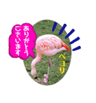 かわいいいきものたちよ（個別スタンプ：6）