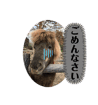 かわいいいきものたちよ（個別スタンプ：12）