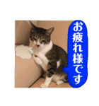 かわいいいきものたちよ（個別スタンプ：14）