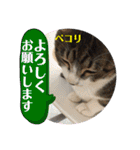 かわいいいきものたちよ（個別スタンプ：16）