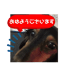 かわいいいきものたちよ（個別スタンプ：17）