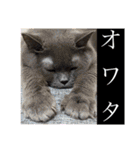 かわいいいきものたちよ（個別スタンプ：31）