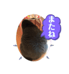 かわいいいきものたちよ（個別スタンプ：35）