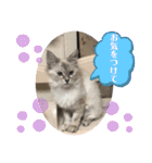 かわいいいきものたちよ（個別スタンプ：36）