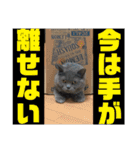 かわいいいきものたちよ（個別スタンプ：37）