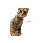 catb（個別スタンプ：1）