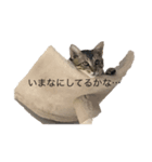 catb（個別スタンプ：2）