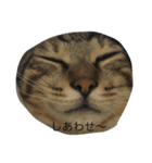 catb（個別スタンプ：3）