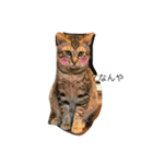 catb（個別スタンプ：4）