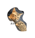 catb（個別スタンプ：6）
