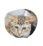 catb（個別スタンプ：7）