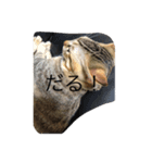 catb（個別スタンプ：8）