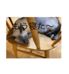 我が家の猫(シャム猫)（個別スタンプ：1）
