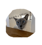 我が家の猫(シャム猫)（個別スタンプ：2）