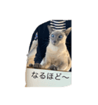 我が家の猫(シャム猫)（個別スタンプ：4）