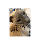 我が家の猫(シャム猫)（個別スタンプ：8）