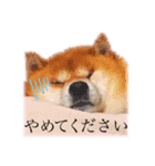 柴犬しんたろう（個別スタンプ：2）