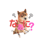柴犬しんたろう（個別スタンプ：3）
