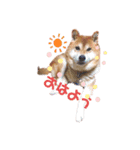 柴犬しんたろう（個別スタンプ：4）