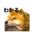 柴犬しんたろう（個別スタンプ：5）