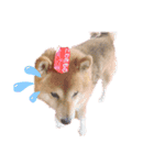 柴犬しんたろう（個別スタンプ：6）