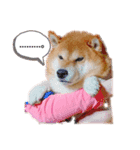 柴犬しんたろう（個別スタンプ：7）