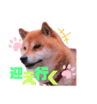 柴犬しんたろう（個別スタンプ：8）