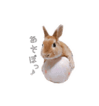 もあくんとモカちゃん（個別スタンプ：15）
