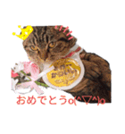 にゃんこリトルブラザーズ（個別スタンプ：1）