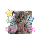 にゃんこリトルブラザーズ（個別スタンプ：7）