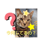 にゃんこリトルブラザーズ（個別スタンプ：9）