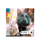 にゃんこリトルブラザーズ（個別スタンプ：10）