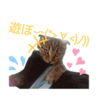 にゃんこリトルブラザーズ（個別スタンプ：11）