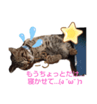 にゃんこリトルブラザーズ（個別スタンプ：14）
