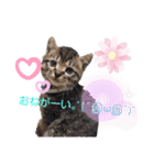 にゃんこリトルブラザーズ（個別スタンプ：17）