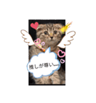 にゃんこリトルブラザーズ（個別スタンプ：19）