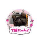 にゃんこリトルブラザーズ（個別スタンプ：20）