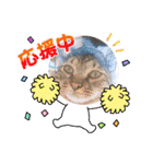 にゃんこリトルブラザーズ（個別スタンプ：31）