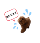 まるぺぺフレンズ（個別スタンプ：25）