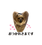 ヨーキーHaruのいちにち（個別スタンプ：1）