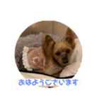 ヨーキーHaruのいちにち（個別スタンプ：5）