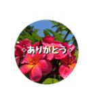 I♡沖縄’okinawa no kaze,（個別スタンプ：5）