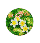 I♡沖縄’okinawa no kaze,（個別スタンプ：20）