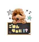 【会話②ver】トイプードルのプルミエたち（個別スタンプ：2）